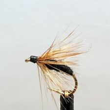 Black spider ginger for sale  BOLTON