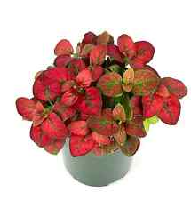 Hypoestes red splash for sale  Castaic