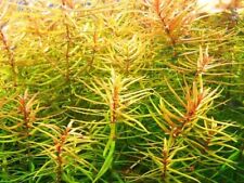 Stems blood stargrass for sale  Stockton