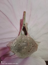 Fossilized whale vertebrae for sale  Eureka