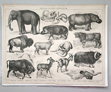 Vintage print ungulata for sale  Diamond Bar