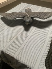 Bird prey bird for sale  CUMNOCK