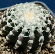 discocactus usato discocactus usato Tramonti