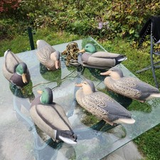 Set mallard hen for sale  Great Barrington