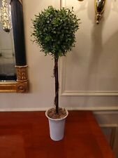 Maiden hair fern for sale  Doylestown