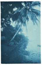 1920s cyanotype palm d'occasion  Expédié en Belgium