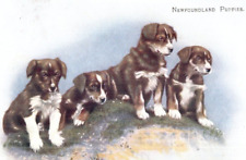 newfoundland puppies for sale newfoundland puppies for sale MATLOCK