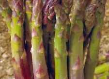 Asparagus mary argenteuil usato  Reggio Calabria