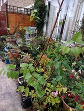 80cm bare rooted for sale 80cm bare rooted for sale  MAIDSTONE