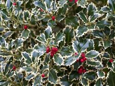 Pianta ilex variegato usato  Valenzano