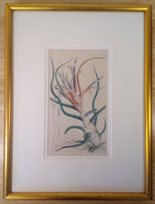 Framed matted botanical for sale  Ashtabula