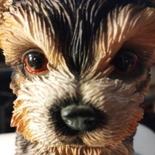 terrier puppies yorkshire for sale  PEACEHAVEN