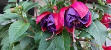 1fuchsienableger rot pink gebraucht kaufen  Ahlen-Vorhelm