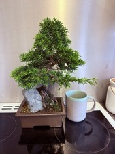 Itoigawa juniper japanese for sale  CLACKMANNAN