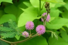 Mimosa pudica mimosa usato  Trappeto