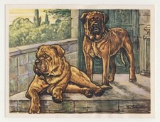 Dogue burgundy masti d'occasion  Expédié en Belgium
