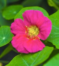 Cherry rose nasturtium for sale  DEWSBURY