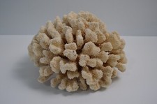 Large cauliflower coral for sale  Yucca Valley