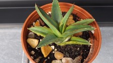Agave victoriae reginae for sale  PETERHEAD