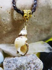 Natural sea shell for sale  Post Falls