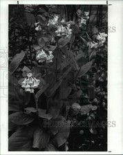 1989 press photo for sale  Memphis