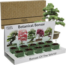 Grow bonsai tree for sale Grow bonsai tree for sale  BELVEDERE