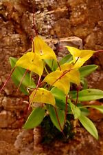 Masdevallia specie triangolo usato  Spedire a Italy