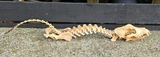 Fox dog skull for sale  PLYMOUTH