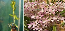 Dendrobium nobile orchidée usato  Spedire a Italy