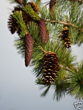 Western white pine for sale  Elko