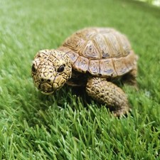 Vintage aaa turtle for sale  San Antonio