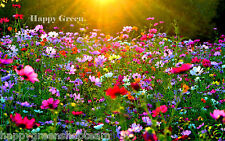 Flower meadow wildflower for sale  DONCASTER