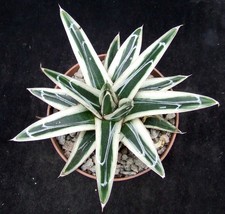 agave plants for sale  EASTBOURNE