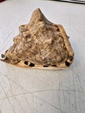 Horned helmet tiger for sale  Mansfield