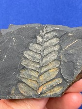 Carboniferous pflanze reticulo gebraucht kaufen  Saarbrücken