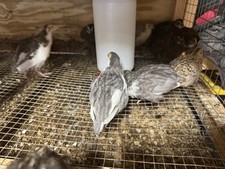 Celadon coturnix quail for sale  Laurens