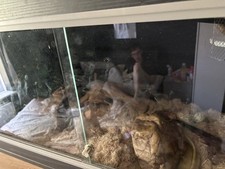 Vivariums for sale  BRIDGWATER