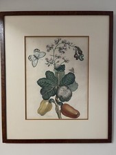 Maria sibylla merian for sale  Lake Elmo