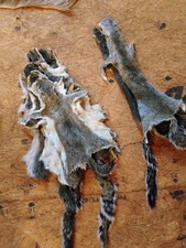 Squirrel pelts recently for sale  Mcdonough