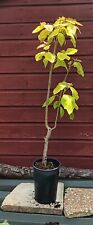 Catalpa bignonioides aurea for sale  CRANBROOK