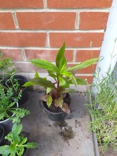 Lobelia cardinalis cardinal for sale  SOUTHAMPTON