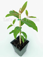 Rainbow eucalyptus deglupta for sale  Miami