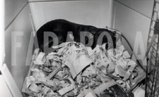 Vintage animali pitbull usato  Roma