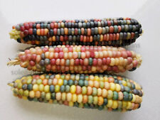 Lot graines maïs d'occasion  Metz-