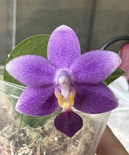 Phalaenopsis younger little for sale  SHREWSBURY