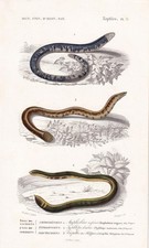 1861 spotted worm for sale  BIDEFORD