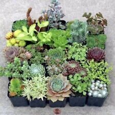 Cuttings succulent different for sale  Modesto