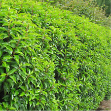 Portuguese laurel prunus for sale  UK