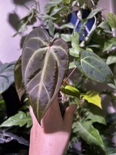 Anthurium noid bottom for sale  Tolleson