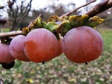 Date plum tree for sale  ST. ASAPH